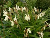 Roscoea auriculata var. beesiana